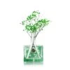 Winter Jasmine & Green Leaves Reed Diffuser -Home Candles Life In Bloom Green